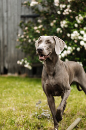 Source:https://www.pexels.com/photo/animal-dog-pet-cute-4750001/