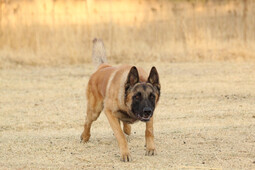 Source: https://pixabay.com/photos/malinois-dog-dog-animal-pet-5591141/