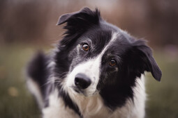 Source: https://www.pexels.com/photo/black-and-white-border-collie-3523317/