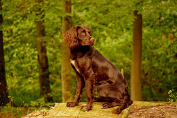 Source: https://pixabay.com/photos/dog-pet-animal-german-quail-dog-5691737/