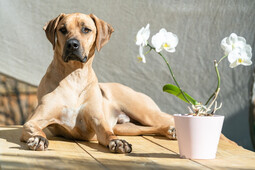 Source: https://pixabay.com/photos/rhodesian-ridgeback-dog-pet-5829635/