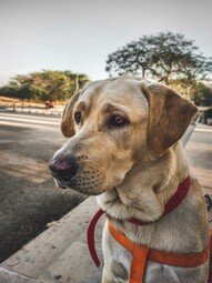 Source: https://www.pexels.com/photo/closeup-photo-of-adult-yellow-labrador-retriever-1308222/