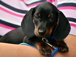 Source: https://www.pexels.com/photo/close-up-of-black-dog-257519/