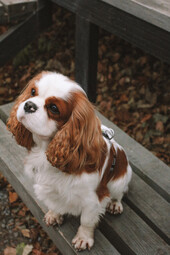 Source: https://www.pexels.com/photo/brown-and-white-long-coated-small-dog-sitting-on-wooden-surface-10318145/