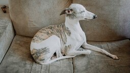Source: https://www.pexels.com/photo/whippet-resting-on-cozy-sofa-at-home-5046782/
