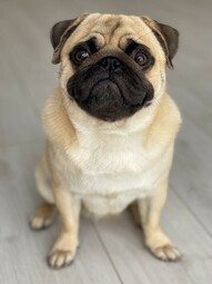 Source: https://www.pexels.com/photo/selective-focus-photo-of-an-adorable-pug-sitting-on-the-floor-9534664/