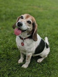 Source: https://www.pexels.com/photo/a-cute-beagle-on-grass-6599748/