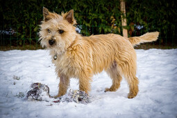 Source: https://pixabay.com/photos/animal-dog-canine-mammal-breed-6923780/