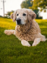 Source: https://www.pexels.com/photo/field-animal-dog-pet-9002917/