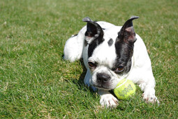 Source: https://pixabay.com/photos/grass-cute-animal-dog-mammal-3330815/