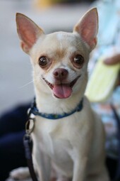 Source: https://www.pexels.com/photo/photo-of-a-chihuahua-dog-6490926/