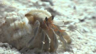 Vorschaubild